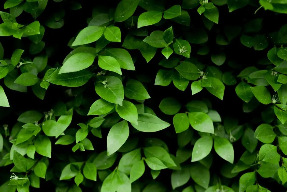 Greens & Outdoors at MAHAGUN MY LAAGOON, Sector 12, Greater Noida