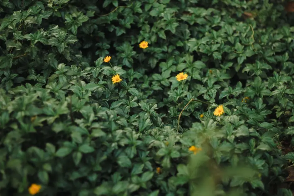 Greens & Outdoors at MAHAGUN ACE-MAHAGUN MEDALLEO, Sector 107, Noida